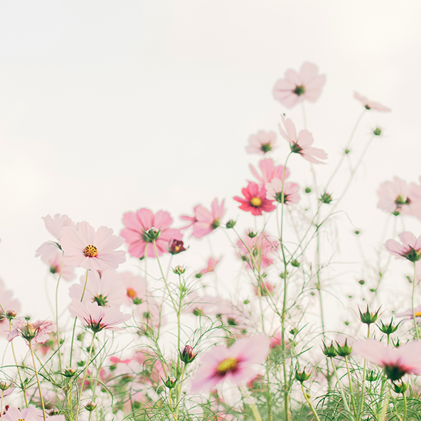 Blumenwiese mit zarten rosa Blüten auf der Startseite von Laura Milojevic